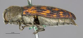 Media type: image;   Entomology 33812 Aspect: habitus lateral view